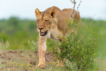 Lion hanging around close to a riverbed in Mashatu Game Reserve in the Tuli Block in Botswana