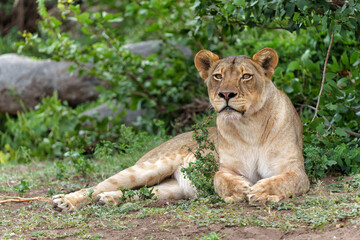 Fototapeta na wymiar Lion hanging around close to a riverbed in Mashatu Game Reserve in the Tuli Block in Botswana