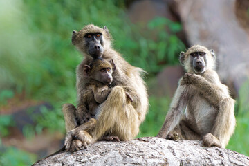 Chacma baboons (Papio ursinus), also known as the Cape baboon, hanging around in Mashatu Game Reserve in the Tuli Block in Botswana