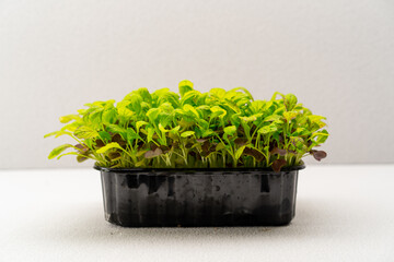 Microgreens planted in a black container of young lettuce sprouts on a microgreen eco food farm