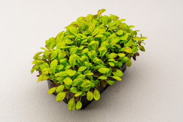 Microgreens planted in a black container of young lettuce sprouts on a microgreen eco food farm