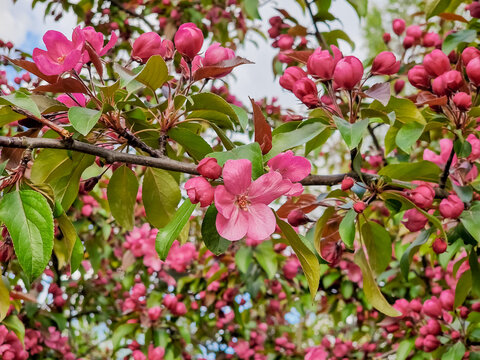 Pink flowers and bud of Wild Apple tree. Spring background with Apple tree blossom. Malus floribunda, common name Japanese flowering crabapple, purple chokeberry, or showy crabapple