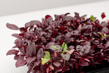 Microgreens planted in a black container young sprouts of red basil on a microgreen farm eco food...