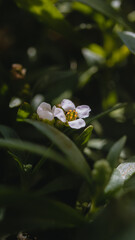 Macro photography of two small white wild flowers surrounded by green vegetation.