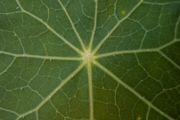 Detalle en macro de una hoja silvestre.