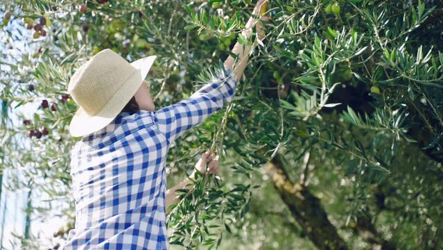 Female farmer in hat picking ripe olives harvest on field plantation, tree branches full of ripe green and black cultivated olives, seasonal harvest for high-quality olive oil production. Agriculture