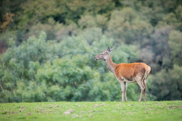 Red deer staring into the distance - Cervus elaphus