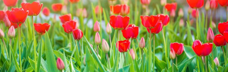 Red tulips blooming flowers field, green grass lawn in beautiful spring park. In the backlight warm sunbeam light and bokeh. Springtime concept.
