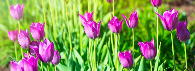 Lilac, pink tulips blooming flowers field, green grass lawn in beautiful spring park. In the backlight warm sunbeam light and bokeh. Springtime concept.