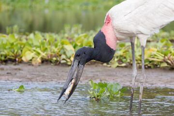Jabiru Stork 
(Jabiru mycteria)