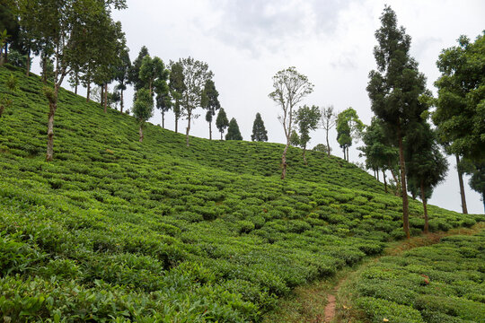 Countryside landscape of Kurseong in Darjeeling