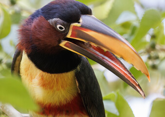 Chestnut-eared Aracari 
(Pteroglossus castanotis)