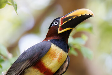 Chestnut-eared Aracari
(Pteroglossus castanotis)