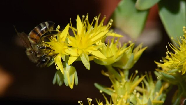 Bees look for pollen on small yellow flowers macro images