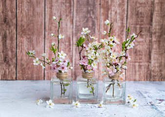 Cherry blossoms in a small glass  vases. Spring flowers background on  wooden background 