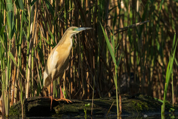 The Squacco heron (Ardeola ralloides)