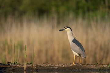  Black-crowned night heron (Nycticorax nycticorax)