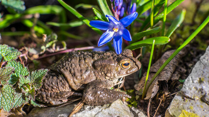 Erdkröte unter Blüte