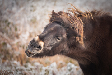Exmoor pony (Equus ferus caballus) shaking its head