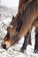 Exmoor pony (Equus ferus caballus) grazing in the snow covered moorland
