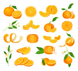 Orange Mandarin Fruit Unpeeled and Skinless with Segments Big Vector Set