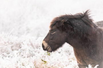 Exmoor pony (Equus ferus caballus) eating brambles in the snow