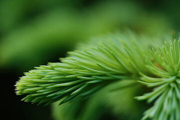 Beautiful young green spruce background. Spring background. Copy space. Soft focus	