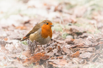 Robin (Erithacus rubecula) in frost covered leaf litter