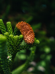close up of a conifer cone