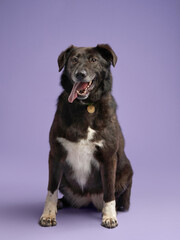 Portrait of a beautiful black and white dog lilac background. Mix of breeds. Happy Pet in the studio
