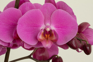 Fototapeta na wymiar Macro di Fiore di Orchidea in primo piano