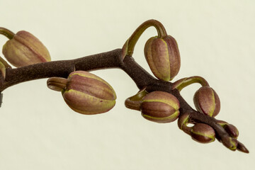 Bocciolo di orchidea © Fiammetta Regis