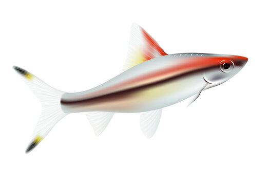 Small aquarium fish with a black stripe. Vector barbus denisonii