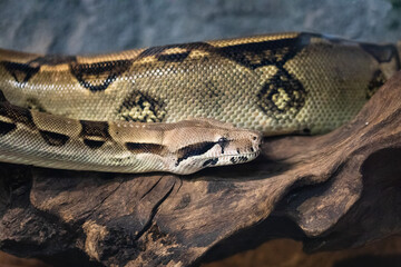 Boa constrictor on a log