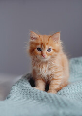 Young cute little red kitty. Long haired ginger kitten play at home. Cute funny home pets. Domestic...