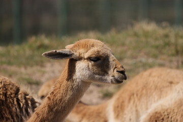 Head and neck of a young alpaca