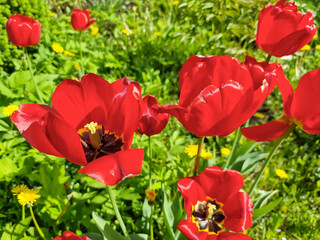 Bright red tulips against the background of green grass on a summer day in a festive park.Spring flowers. Floral ,Gardening concept.Scarlet terry tulips, sunny weather