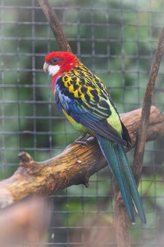 Eastern rosella (Platycercus eximius) on a perch