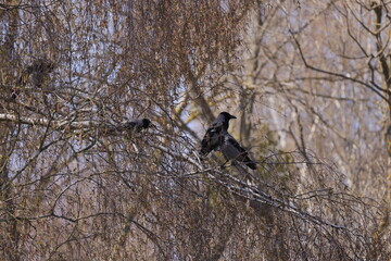 A couple of crows on a tree branch