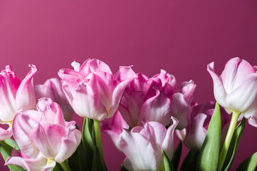 Beautiful Bunch of Pink Parrot Style Tulips in the Vase on pink background, spring holiday concept, art background, copy space