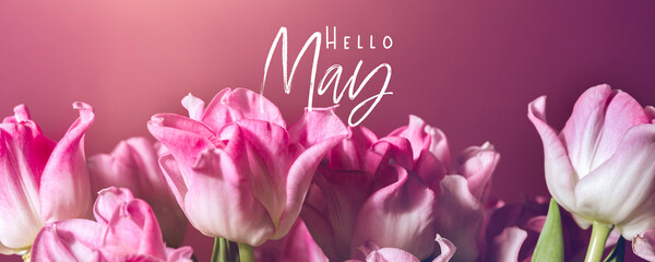 Hello May text. Beautiful Bunch of Pink Parrot Style Tulips in the Vase on pink background, spring holiday concept, art background, banner size