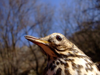 close up of a bird