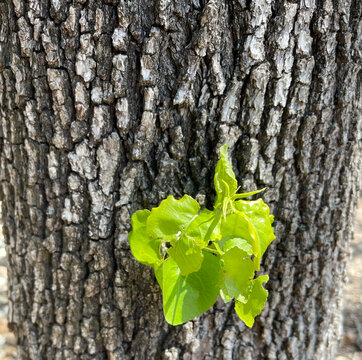 oak tree bark