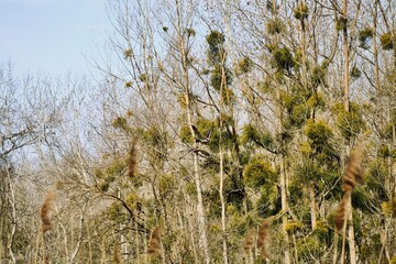 reeds in the wind