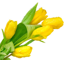 Naklejka na ściany i meble Yellow tulips with water drops. Isolated object on a transparent background. Element for design
