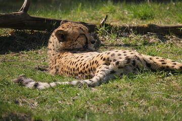 A maned cheetah lies on the grass in the sun