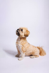 Lhasa Apso - Amazing dog in studio photo session