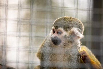 Common squirrel monkey (Saimiri sciureus) scratching in a cage