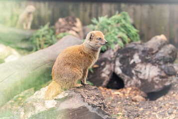 Yellow mongoose (Cynictis penicillata) staring