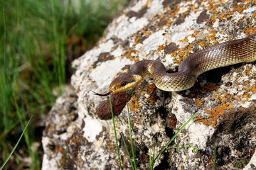 the non venomous house snake Natrix on a wild stone